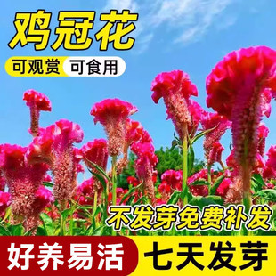 鸡冠花种子室内外凤尾羽状大花耐寒耐阴花籽庭院花卉种子多季开花