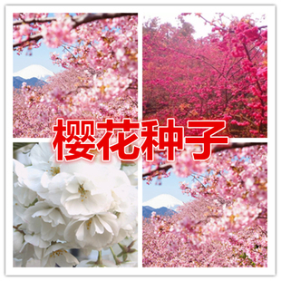 樱花树种子 树种子红种子 粉色 白色