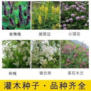 护坡灌木紫穗槐种子盐肤木多花木兰刺槐胡枝子木豆马棘车桑子草籽
