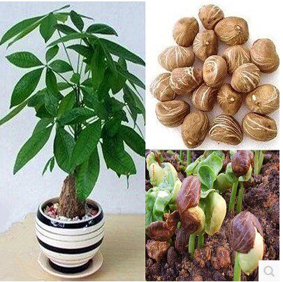 南方发财树种子 新鲜发财树 庭院盆景盆栽造型树苗广东林木种籽