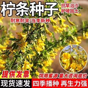 拧条种子毛条蜜源植物饲用牧草白柠条锦鸡儿种籽护坡灌木绿化草籽