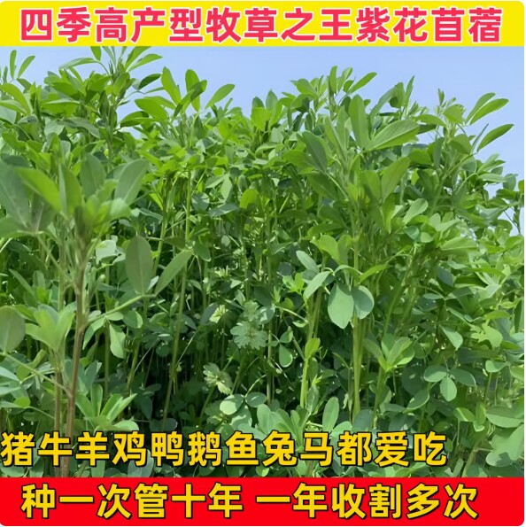 进口多年生紫花苜蓿木须草种子四季高产喂牛羊鸡鹅养兔子鱼牧草籽