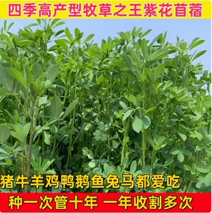 进口多年生紫花苜蓿木须草种子四季高产喂牛羊鸡鹅养兔子鱼牧草籽