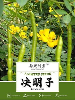 夏季秋种植种植用决明子