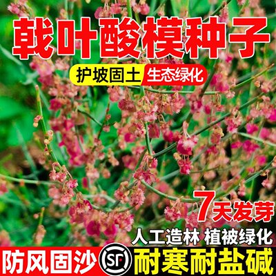 戟叶酸模种子护坡灌木种籽子耐贫瘠盐碱防沙固土高速道路荒山绿化