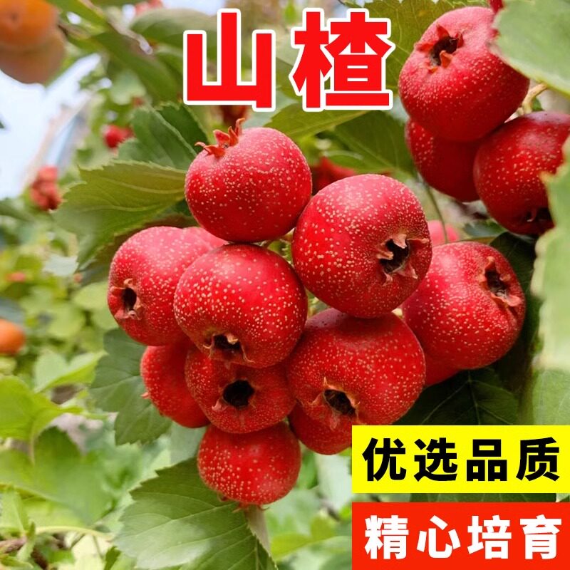 林木种子 花卉种子 果树种子 山楂种子 山楂树种子 养胃果树