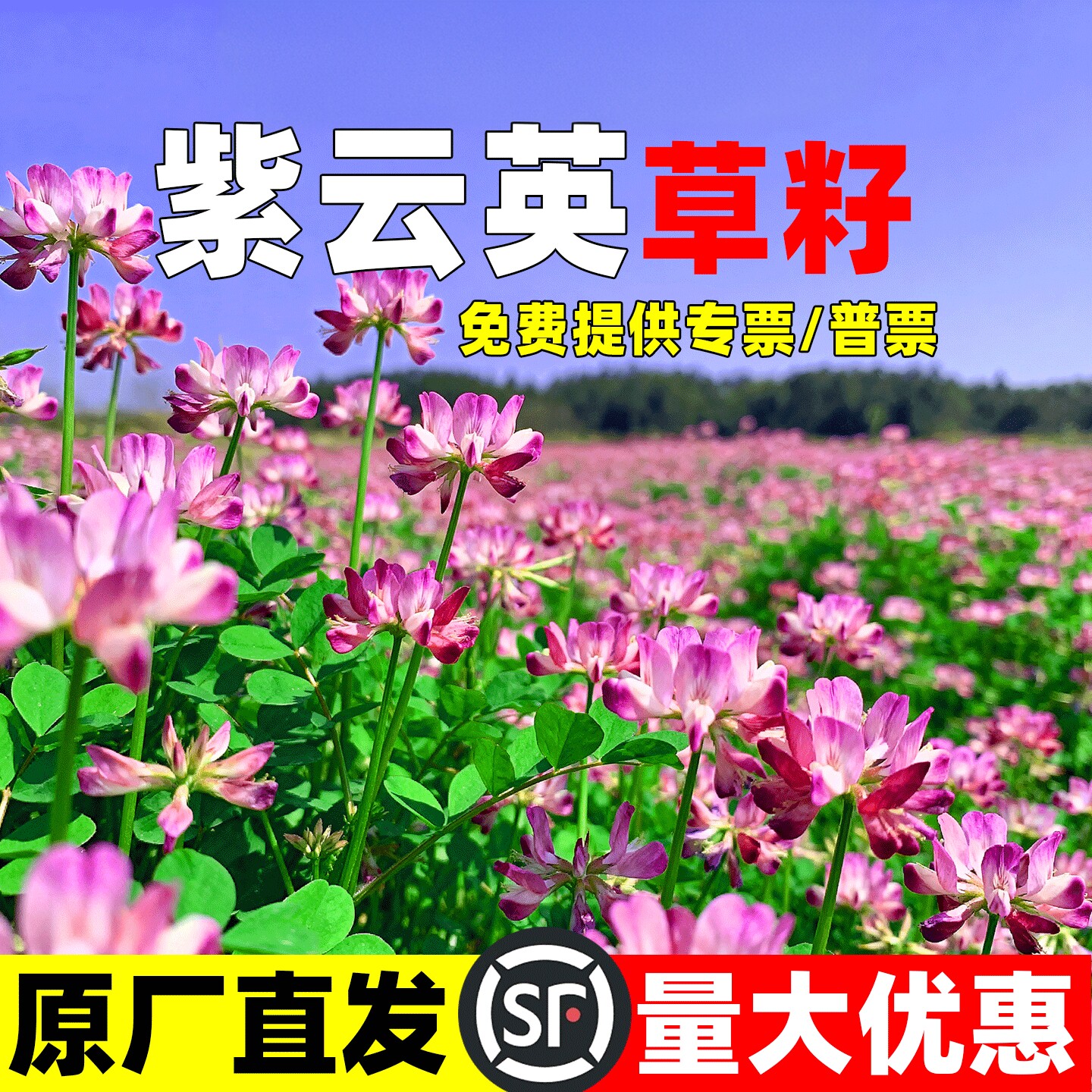 紫云英种子四季牧草种子食用高产红花草种子蜜源固氮果园绿肥草籽 - 实物图