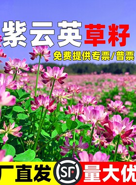 紫云英种子四季牧草种子食用高产红花草种子蜜源固氮果园绿肥草籽