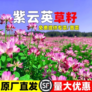 紫云英种子四季牧草种子食用高产红花草种子蜜源固氮果园绿肥草籽