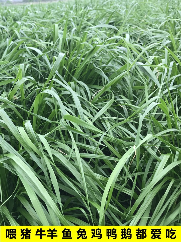 进口高产四倍体黑麦草子种四季牧草种籽耐旱耐寒草种鱼草喂牛羊猪,鲜花速递/花卉仿真/绿植园艺,家庭园艺种子,淘宝优惠券,粉丝福利购,淘宝优惠卷