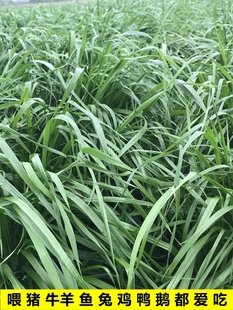 进口高产四倍体黑麦草子种四季牧草种籽耐旱耐寒草种鱼草喂牛羊猪