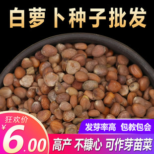 长白萝卜种子四季夏季特大蔬菜种籽阳台籽种孑农家夏季当季蔬菜孑