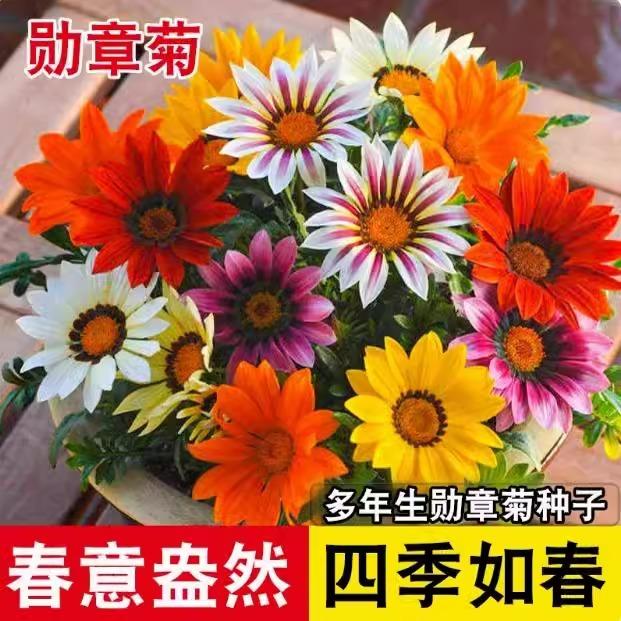 勋章菊种子四季易活圃栽苗图片