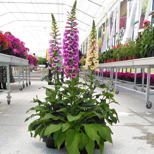 花坛大型盆栽植物阳台庭院多年生耐寒花卉花籽毛地黄种子钓吊钟柳