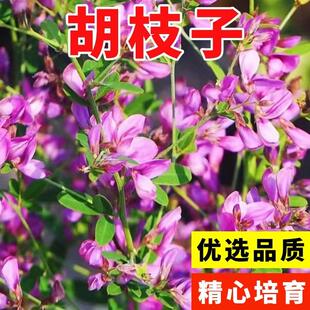 护坡灌木种子刺槐紫穗槐树种子洋槐胡枝子车桑子银合欢猪屎豆木豆