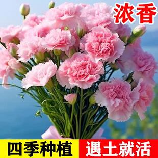 播种花卉盆栽花苗花种子籽 重瓣康乃馨种子阳台庭院驱蚊香草籽四季