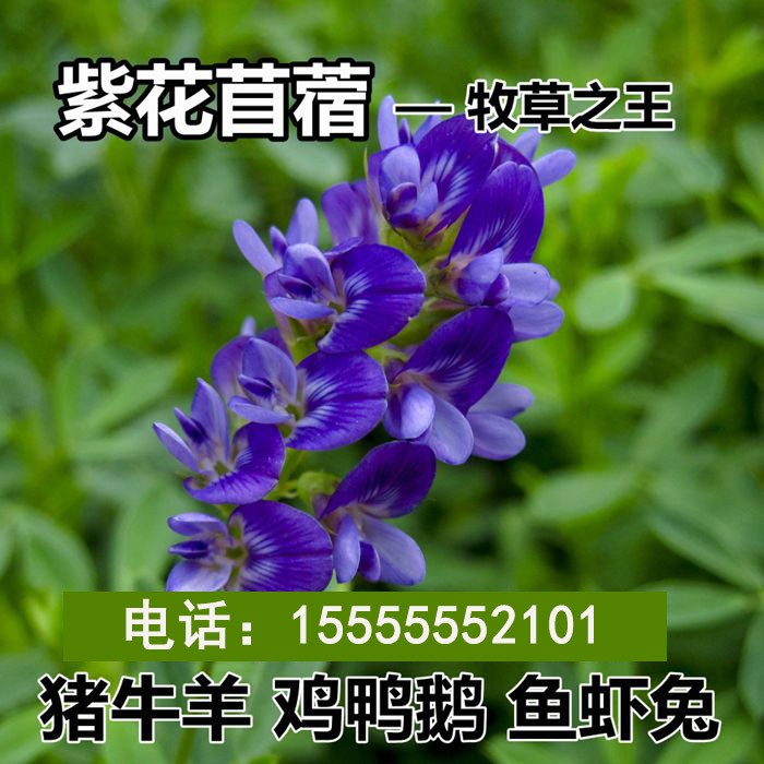 牧草猪牛羊鸡鸭鹅养殖紫花苜蓿