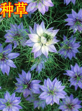 春季,夏黑种黑种草适合冬