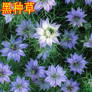 黑种草适合冬天种的花种子秋季四季室外盆栽花卉鲜花庭院开花