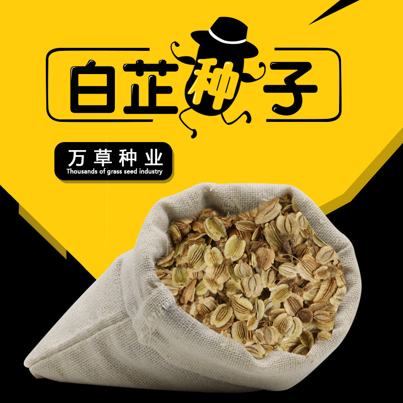 散装白芷种子2021年新品药材白芷种籽500克春秋季四季种植易管理