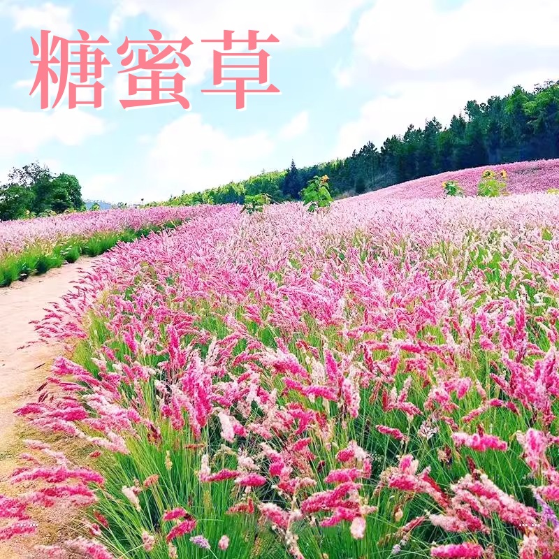 糖蜜草种子耐寒四季南北方种植牧草种籽护坡固土花园配景观赏草籽