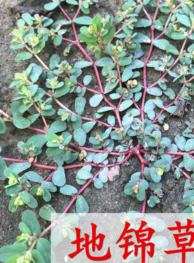 地锦草种籽血见愁斑地锦血筋草草血竭铺地锦蜈蚣草莲子草籽奶浆草
