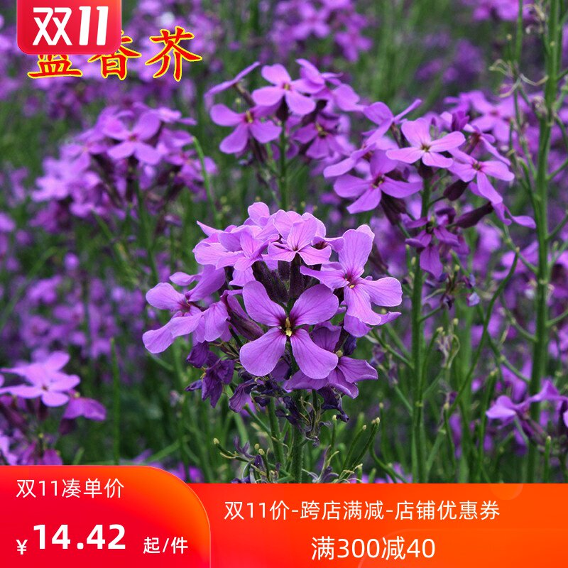 蓝香芥种子花种子四季易活花海花卉欧亚香花芥花籽庭院四季易活.
