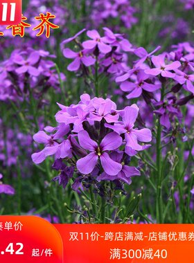 蓝香芥种子花种子四季易活花海花卉欧亚香花芥花籽庭院四季易活.