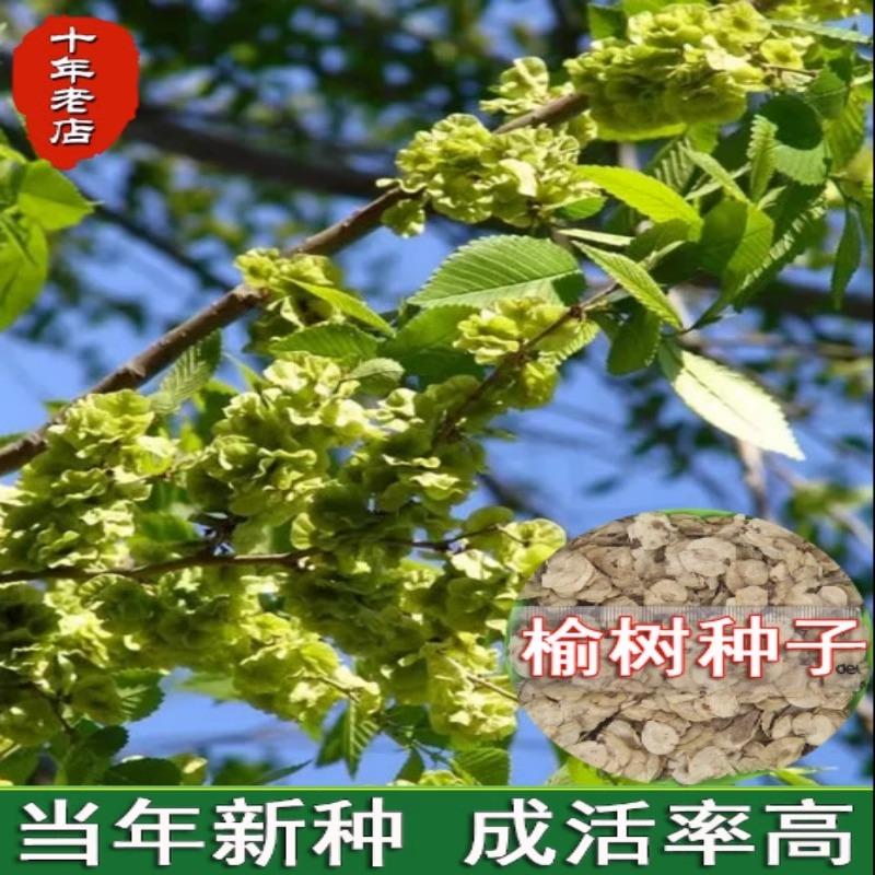 林木种子 榆树种子 白榆种子 家榆 榆钱树种子 金叶榆 榔榆种子