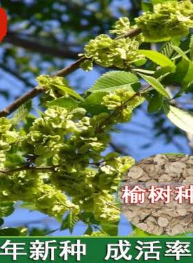 林木种子 榆树种子 白榆种子 家榆 榆钱树种子 金叶榆 榔榆种子