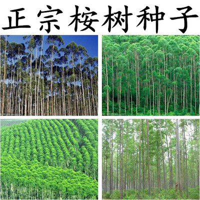 春季桉树种子桉树种子尾叶