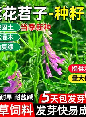 光叶紫花苕子种籽长柔毛野豌豆种子果园绿肥养蜂蜜源草种子毛苕子