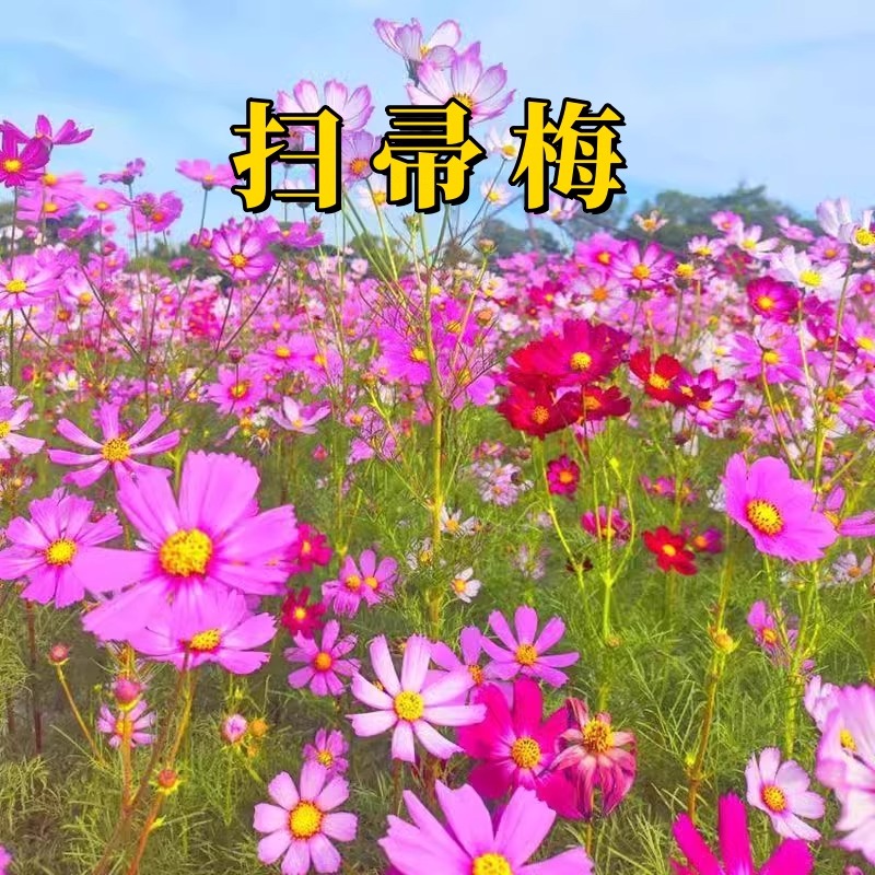 东北扫帚梅花籽 散装 波斯菊 格桑花 绿化观赏 庭院 花种子
