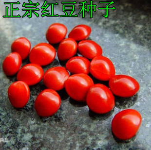 正宗新采红豆种子 海红豆种子 相思红豆籽 孔雀豆 绿化林木树种子