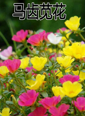 大花马齿苋大叶太阳花播种耐热
