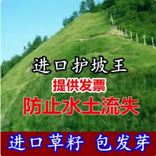 防止水土流失护坡固土草种护坡王草籽绿化草坪四季青耐旱护坡草种