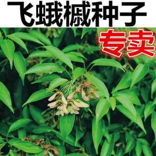飞蛾树种子 蛾飞槭 槭树种子 飞蛾树花 三裂飞蛾槭种子云南槭树籽