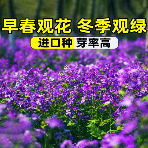 二月兰种子花籽诸葛菜二月蓝多年生宿根二月兰花种籽庭院耐寒耐阴