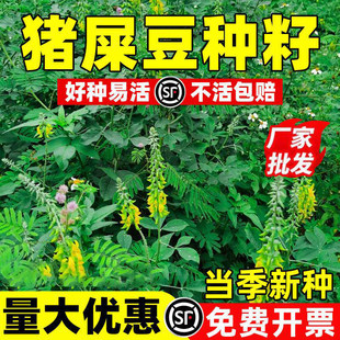 猪屎豆种子护坡灌木胡枝子银合欢护坡种籽紫穗槐多花木兰荆条刺槐