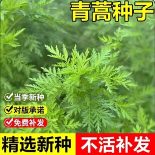 当年新采青蒿种子蒿子臭蒿香蒿驱蚊草青蒿一年生耐旱草本植物种子