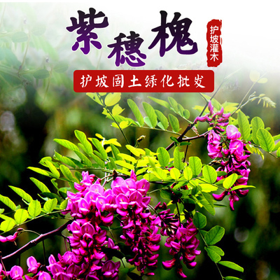 护坡固土胡枝子猪屎豆多花木兰