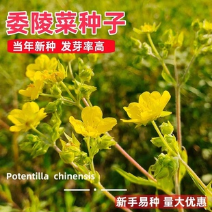 委陵菜花籽蛤蟆草籽翻白草白头翁多年生绿化地被植物种子四季播种