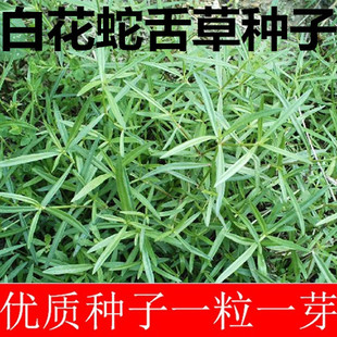 白花蛇舌草种子 半枝莲种子 蛇舌草种子百花蛇舌草 药材种子