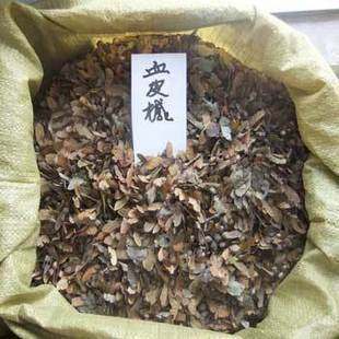 新采种子 血皮槭、青皮槭、青皮槭种子 血皮槭种子 槭树种子