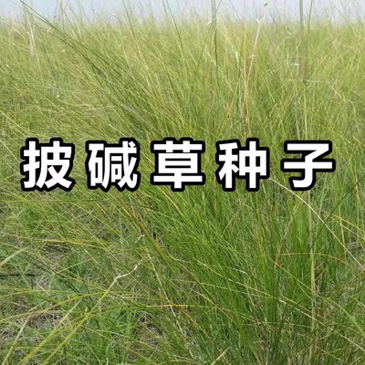 不开花披碱草披碱草种子耐