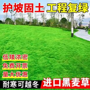 多年生黑麦草种籽速生过冬耐寒四季绿化补种护坡固土矮生草坪草籽