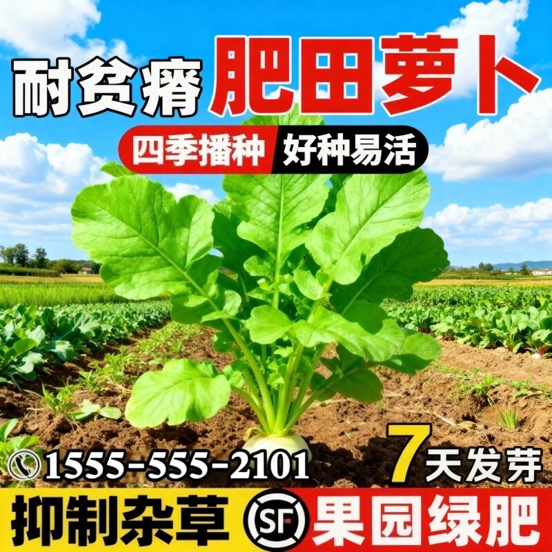 肥田萝卜种子破除土壤板结天然绿肥作物耐寒耐酸果园生草改良土壤