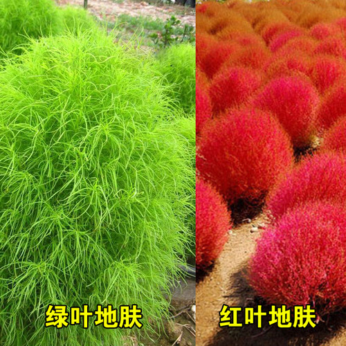 不开花地肤种地肤种子绿