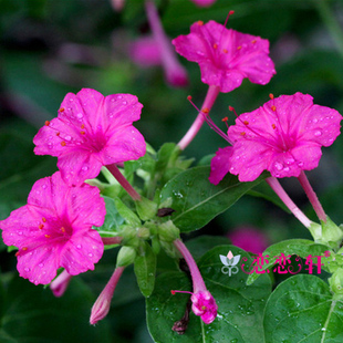 紫茉莉花种子易种花卉夜来香种子 夜里香的花地雷花 粉豆花胭脂花