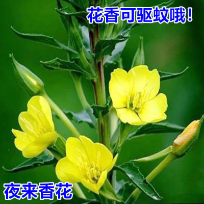 月见草四季种好养易活花卉夜来香
